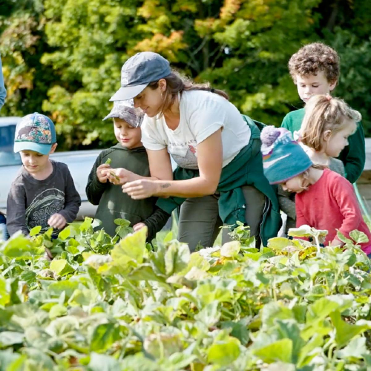 Kids gather around a garden, harvesting vegetables to pickle.