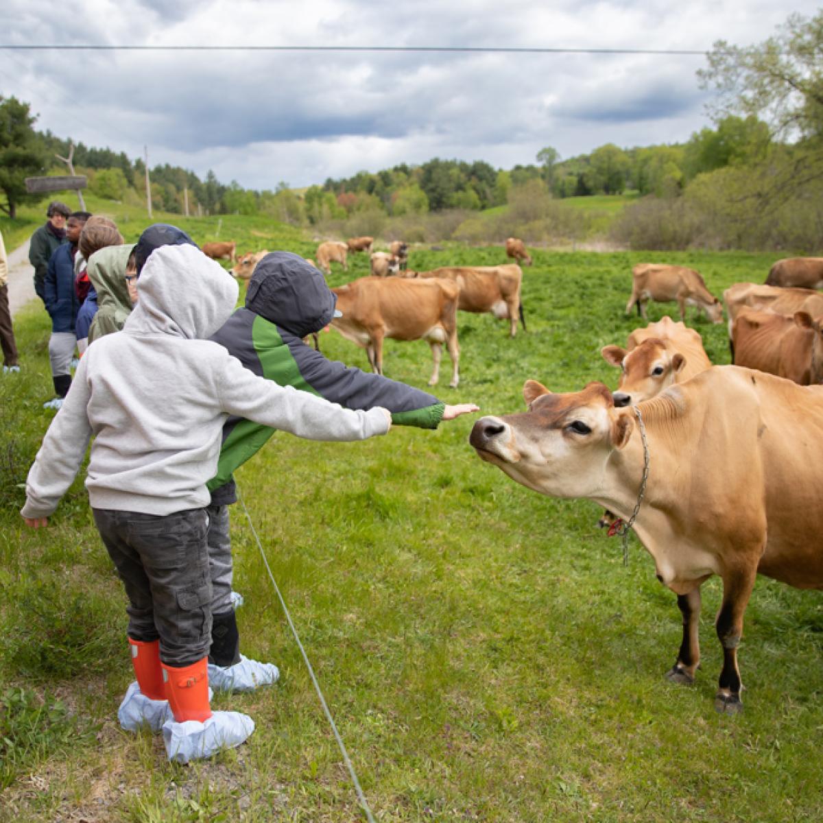 Students reach out to touch a cow in pasture.