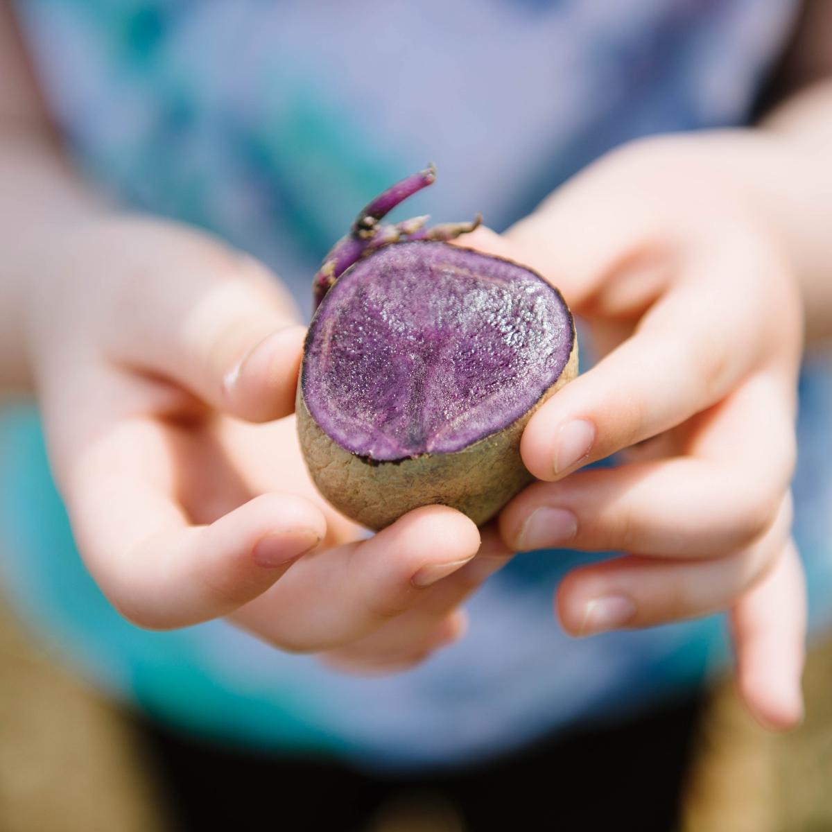 a freshly harvested purple potato