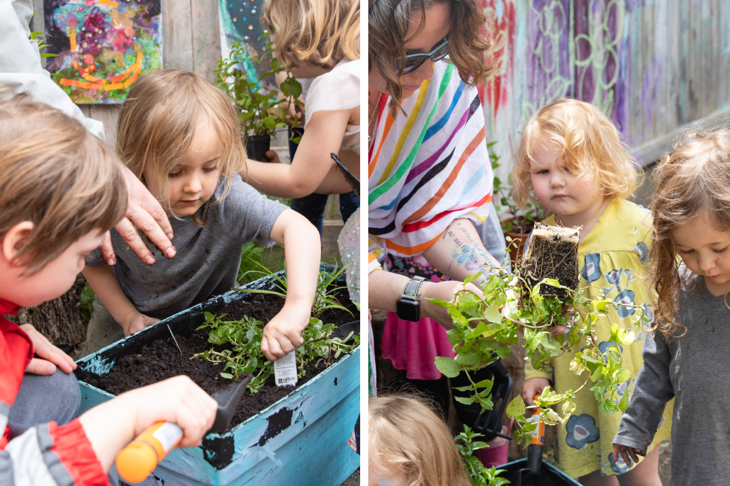 Early learners help plant a tea garden