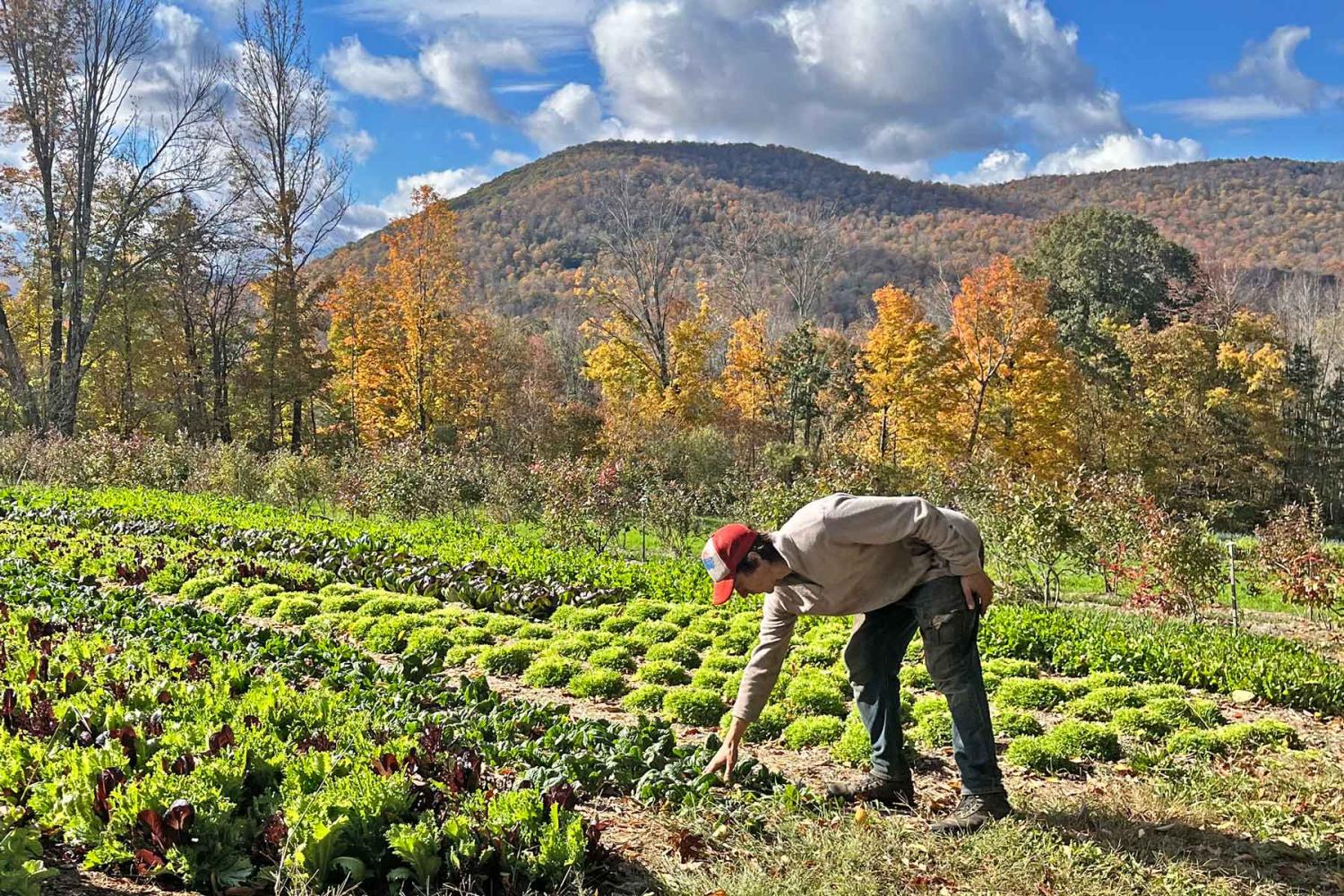 An individual tending to a vibrant vegetable garden with rows of lush greens, set against a backdrop of colorful autumn trees and a clear blue sky.