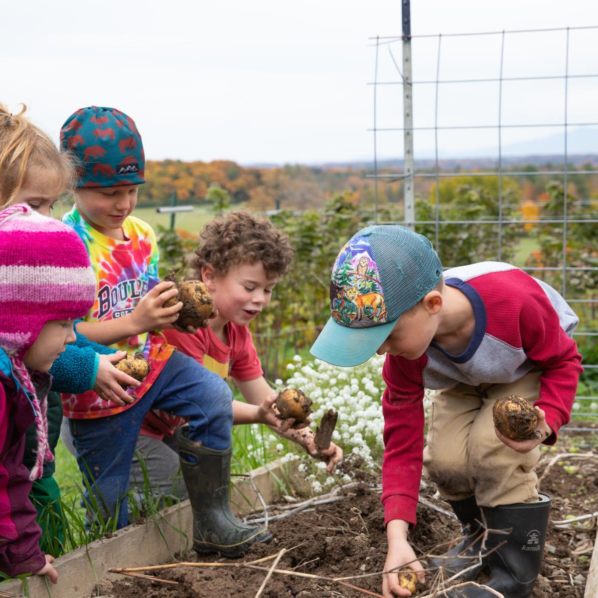 young kids excitedly harvest potatoes from a raised garden bed