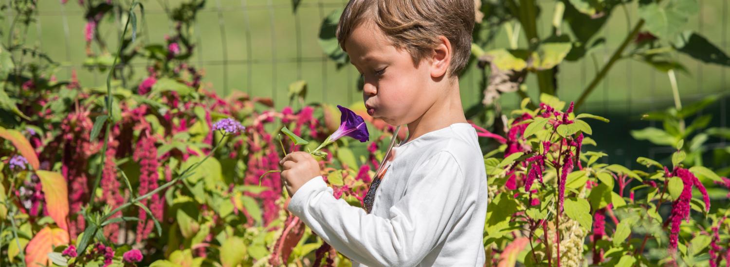 Young boy inspects flower in garden.
