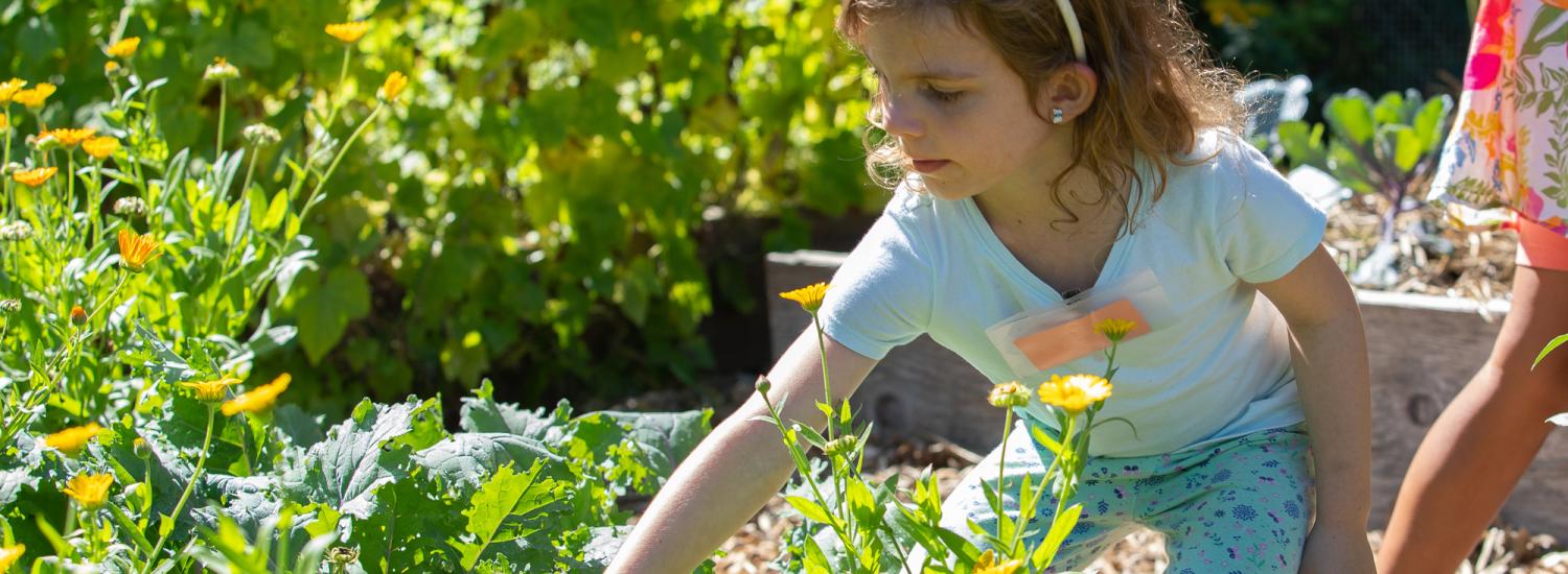 A young student investigates a raised bed of yellow flowers.