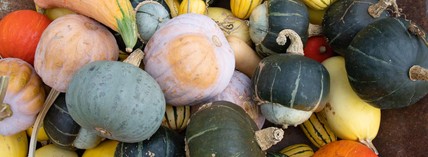 An assortment of brightly colored autumnal squash at Darby Farm in Alburgh, VT.