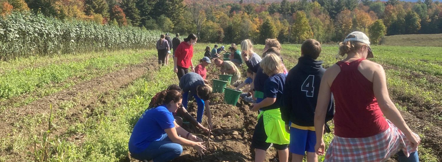 Group of students harvesting potatoes in a field on a sunny day, with colorful autumn mountains in the background.