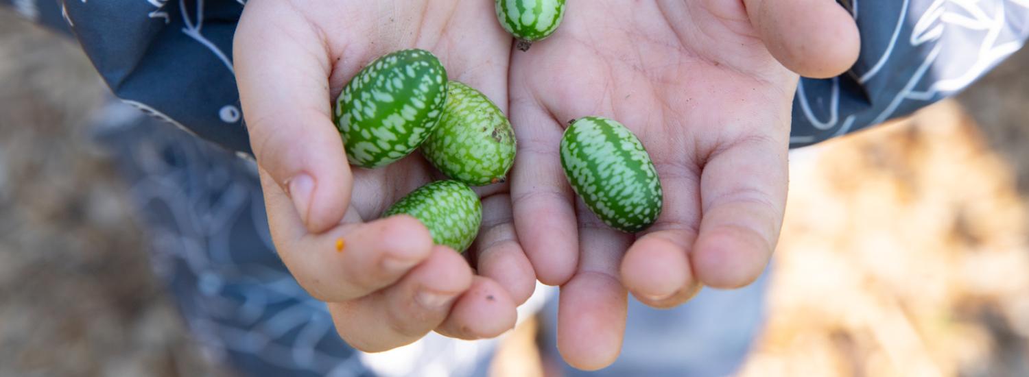 Person holding several small, green patterned melothria (also known as Mexican sour gherkins) in their open hands.