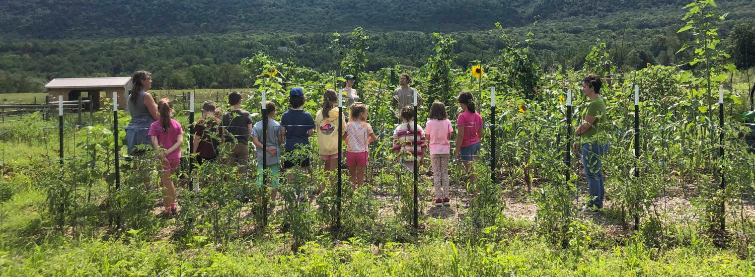 Kids, teachers, and a farmer gather in an agricultural field with trellises, plants, and sunflowers.