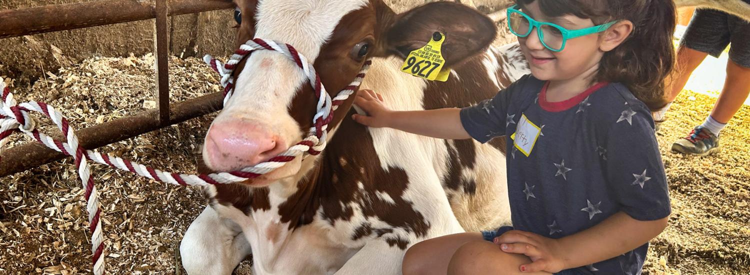 A child in glasses pets a young brown and white cow inside a barn.